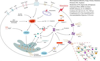 The role of extracellular traps in ischemia reperfusion injury